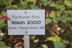 Rosa Alison